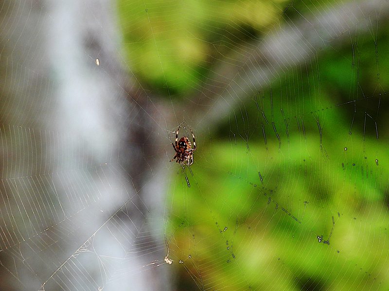 Spider04a.jpg